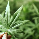 대마축산 이미지