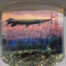 (주)모티브플럭스인터렉티브 | 부산 동래구 아이와 가볼만한곳 부산해양자연사박물관 주차 전시 체험