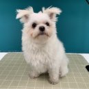 킨더그루밍 이미지