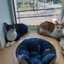 묘랑 고양이 전문호텔 이미지