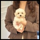 대명동 강아지 이미지