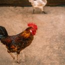 유일농장2 이미지