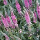 남해소담 이미지