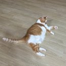 (주)캘리스코 사보텐 광주신세계 | 월간 히쨩(25.10)