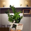 돈나무피시방