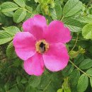 송이섬펜션 이미지