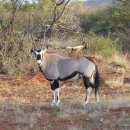 겜스복 [Gemsbok, 가젤라오릭스] / 아프리카 동물 이미지