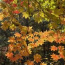 외국어번역 행정사사무소 이미지