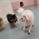 딩굴댕굴 애견호텔 유치원 이미지