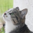 24시루시드동물메디컬센터 이미지