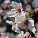 경화역 공원 1 이미지