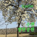 수원 스타필드 근처 아이와 가볼 만한 곳 봄나들이 하기 좋은 장안공원 개화 상황 및 포토존