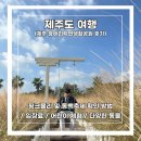 [제주도 여행] 제주 휴애리자연생활공원 후기 :: 핑크뮬리 및 동백축제 확인 방법 / 입장료 / 어린이...