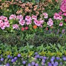 서울숲 수변휴게실 화장실 | [대전/유성] 5월 유림공원 유성 봄꽃전시회 실시간 개화 상황(5/5) &amp; 주차 꿀팁