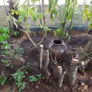 자연부화장 이미지