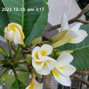 플루메리아(Plumeria) 이미지