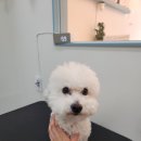 엔젤애견 이미지