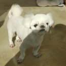 이뻐진개 이미지