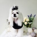 오늘도이쁘개 이미지