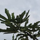 무화과나무(재배식물) 이미지