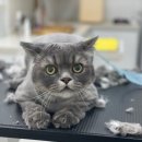 함께냥 대전점 이미지