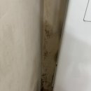 오송상록롯데캐슬아파트경로당 | 벽에 곰팡이가 이렇게까지? 오송 상록롯데캐슬 입주청소 후기