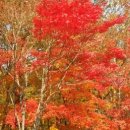 하늘아래 첫동네 꿩밭 이미지