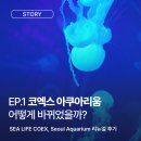 코엑스아쿠아리움 | EP.1 SEALIFE 씨라이프 코엑스 아쿠아리움 리뉴얼 후기 | 운영시간·예매·할인 정보
