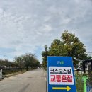 느티나무 이미지