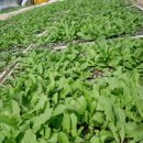 파평농원 이미지