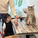호수로 간 고양이 | 시흥 은계 고양이카페 아이와 함께 가볼만한 곳 :: 호수로 간 고양이