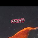 제비꽃마구로