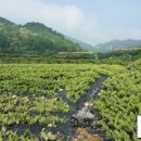 선화농장2 이미지