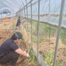 변명순농장 이미지