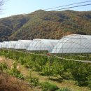 김남석농장 이미지