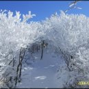 제 21차 태백산 (강원 태백시) 눈꽃 트레킹 정기산행 안내 이미지