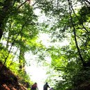 (주)금강산업개발 | 울진 금강소나무숲길 3구간 - 오백년된 금강송을 찾아서