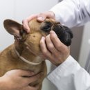 고등동물병원 이미지