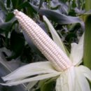 미백산업 이미지