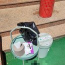 가루개로 | [경기/안산] 서울 근교 애견 카페 "멍쓰런" 후기
