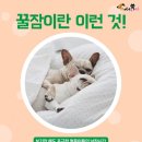 꿀잠 이미지