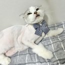 페티포티 이미지