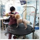 진접애견미용 이미지