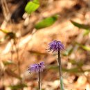 청태산휴양림 이미지