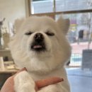 코멜리 펫샵 이미지