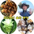 2024년 생울금 출하개시 11월 한달간 20~30% 할인행사 이미지