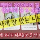 니니타 이미지