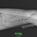 비바동물병원 이미지