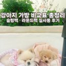 루이독앤디자인 | 강아지 가방 비교표 총정리｜슬링백·라운드백 실사용 후기