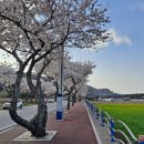 맹방유채꽃마을 이미지